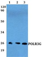 POLR3G Polyclonal Antibody