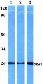SRA1 Polyclonal Antibody