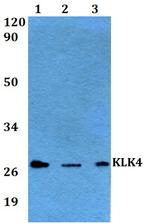 Kallikrein 4 Polyclonal Antibody
