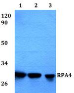 RPA4 Polyclonal Antibody