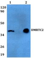 DMRTC2 Polyclonal Antibody