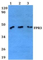 FPR3 Polyclonal Antibody