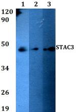 STAC3 Polyclonal Antibody