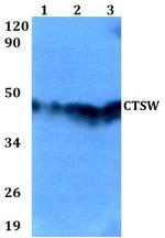 CTSW Antibody in Western Blot (WB)