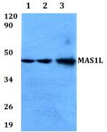 MAS1L Polyclonal Antibody