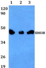 IDH3B Polyclonal Antibody