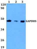 GAPDHS Polyclonal Antibody
