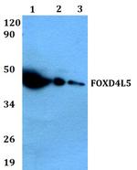 FOXD4L5 Polyclonal Antibody