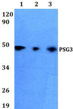 PSG3 Polyclonal Antibody