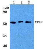 Cathepsin F Antibody in Western Blot (WB)