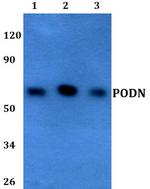PODN Polyclonal Antibody