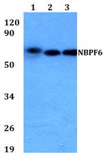 NBPF6 Polyclonal Antibody