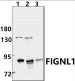 FIGNL1 Antibody in Western Blot (WB)