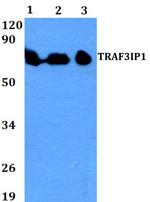 TRAF3IP1 Polyclonal Antibody