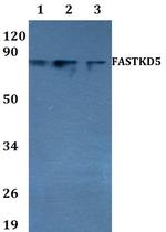 FASTKD5 Polyclonal Antibody