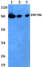 ZNF786 Polyclonal Antibody