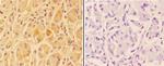 A20A3 Polyclonal Antibody