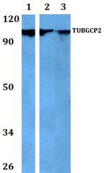 GCP2 Polyclonal Antibody