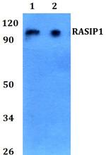 RASIP1 Polyclonal Antibody