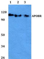 APOB48R Antibody in Western Blot (WB)