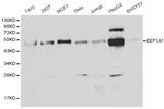 EEF1A1 Antibody in Western Blot (WB)