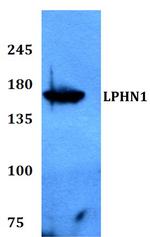 LPHN1 Polyclonal Antibody
