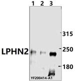 LPHN2 Polyclonal Antibody