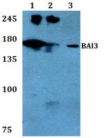 BAI3 Polyclonal Antibody