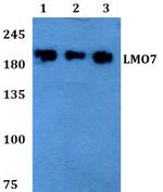 LMO7 Polyclonal Antibody