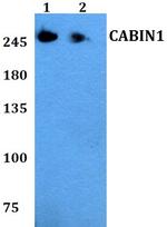 CABIN1 Polyclonal Antibody