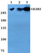 CELSR3 Polyclonal Antibody