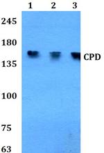 Carboxypeptidase D Polyclonal Antibody