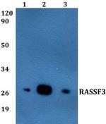 RASSF3 Polyclonal Antibody