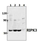 RIP3 Polyclonal Antibody