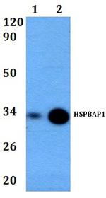 HSPBAP1 Polyclonal Antibody