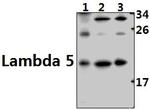 CD179b Antibody in Western Blot (WB)