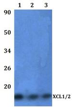 XCL1/XCL2 Polyclonal Antibody