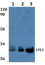LYL1 Polyclonal Antibody