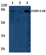 FAM111B Polyclonal Antibody