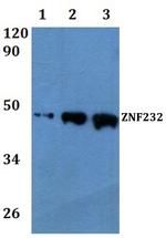 ZNF232 Polyclonal Antibody