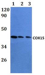 COX15 Polyclonal Antibody