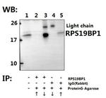 AROS Antibody in Immunoprecipitation (IP)
