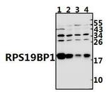 AROS Polyclonal Antibody