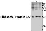 RPL22 Polyclonal Antibody