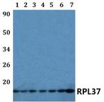 RPL37 Antibody in Western Blot (WB)