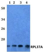RPL37A Polyclonal Antibody