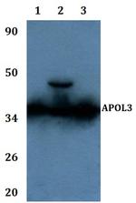 Apolipoprotein L3 Antibody in Western Blot (WB)