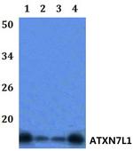 ATXN7L1 Polyclonal Antibody