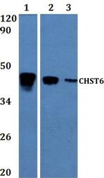 CHST6 Polyclonal Antibody