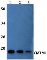 CMTM1 Antibody in Western Blot (WB)